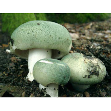 Мицелий Сыроежки зеленоватой (Russula virescens)
